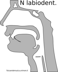 Cons n labiodentale.png