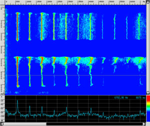 Spettro VOX Sforzando.png