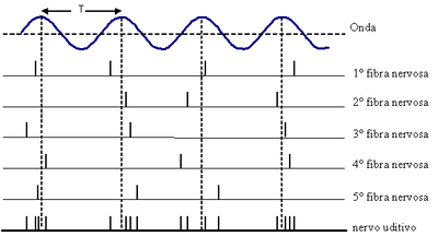 Impulsi fibra nervosa.png